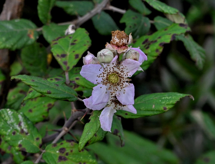 Rovo - Rubus fruticosus L.